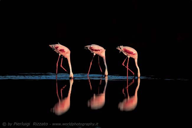 Flamingos at Masek